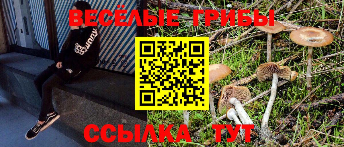 Псилоцибиновые грибы Psilocybine cubensis  Белореченск 