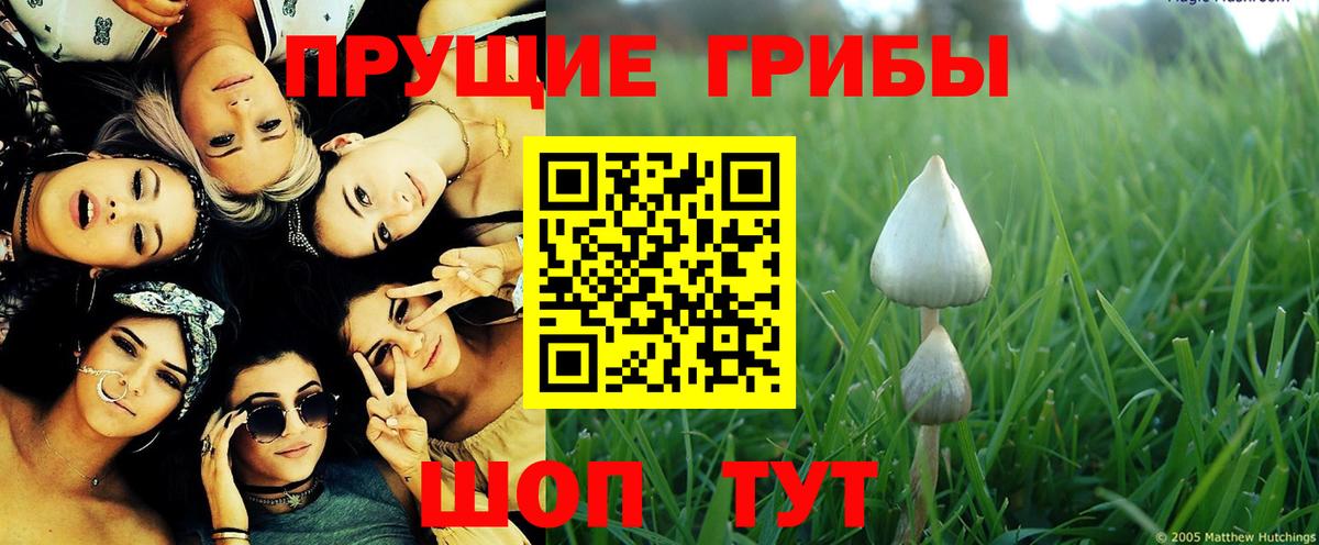 Белореченск  наркота  Вход с VPN  Галлюциногенные грибы прущие грибы  Псилоцибиновые грибы Psilocybine cubensis 